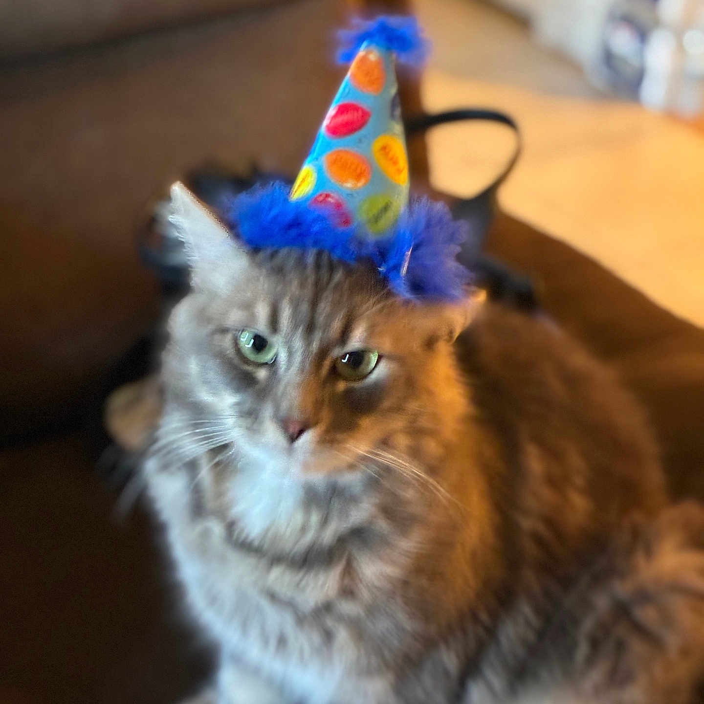 Wizard Garcia joined the competition — help win amazing prizes! cat, gray_cat, fluffy, longhaired, pet, party_hat, birthday, colorful, polka_dot, indoor, sitting, portrait, whiskers, green_eyes, furry, animal, celebration, warm_lighting, table, blurred_background