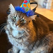 Wizard joined the competition — help win amazing prizes! cat, fluffy_cat, long_hair, gray_fur, green_eyes, birthday_hat, party_hat, pet, animal, whiskers, ears, paws, sitting, indoors, portrait, close_up, brown_background, warm_lighting, cozy, celebration
