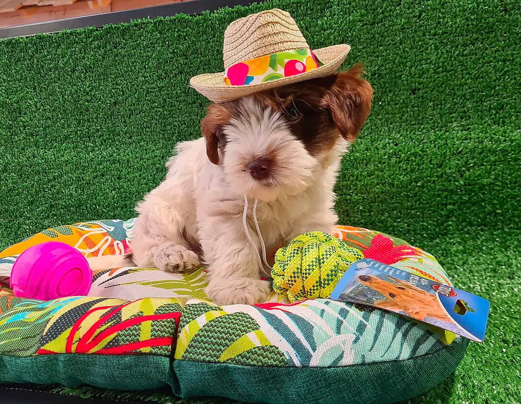 Salsa participe au concours pour gagner de l'argent avec cette photo : bean_bag, canidae, carnivore, companion_dog, costume_hat, dog, dog_bed, dog_breed, dog_supply, fawn, fedora, grass, hat, lawn, pet_supply, recreation, sporting_group, sun_hat, toy_dog, working_animal