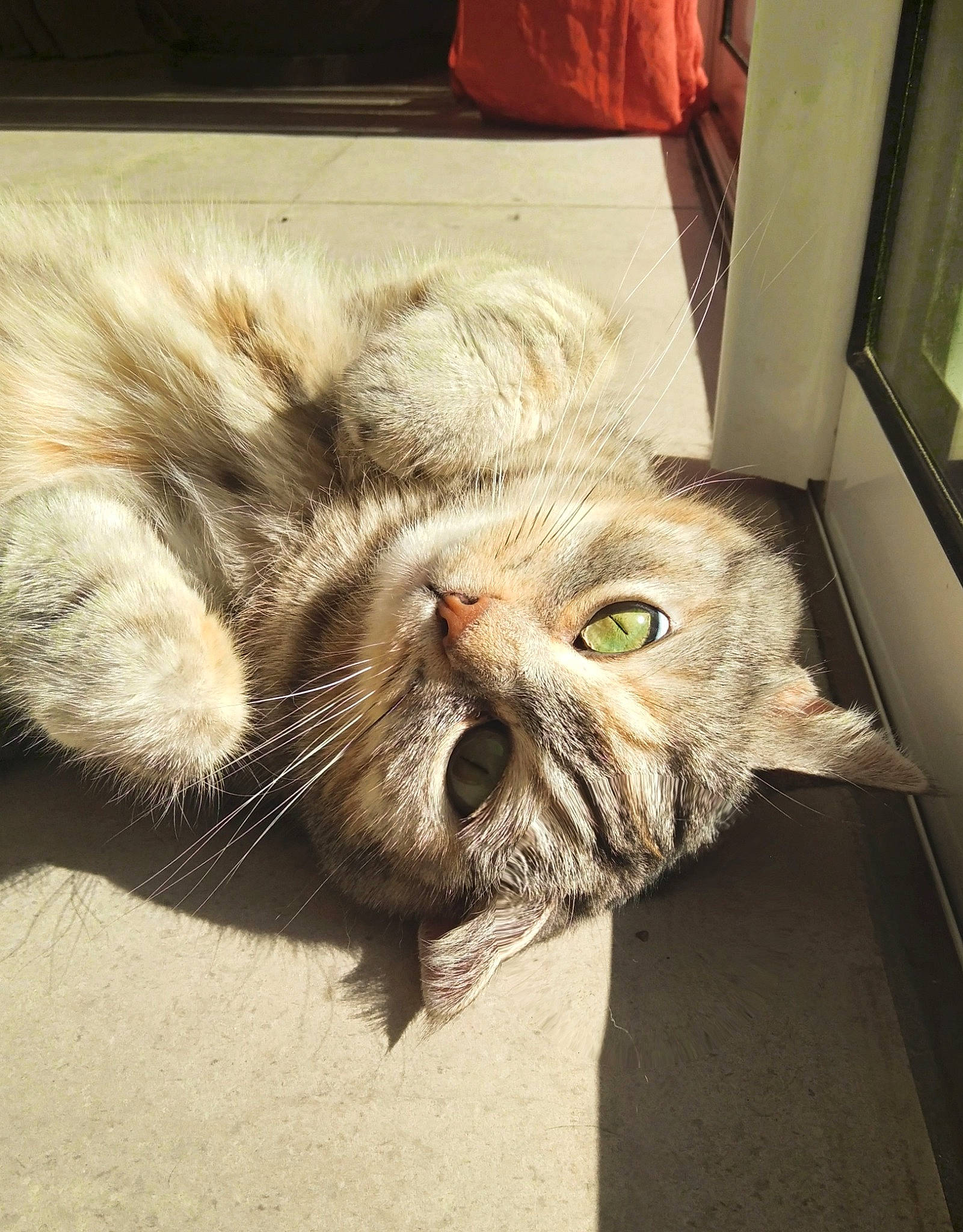 Mimie participe au concours pour gagner de l'argent avec cette photo : carnivore, cat, claw, comfort, domestic_short_haired_cat, ear, felidae, fur, paw, plant, small_to_medium_sized_cats, snout, tail, whiskers