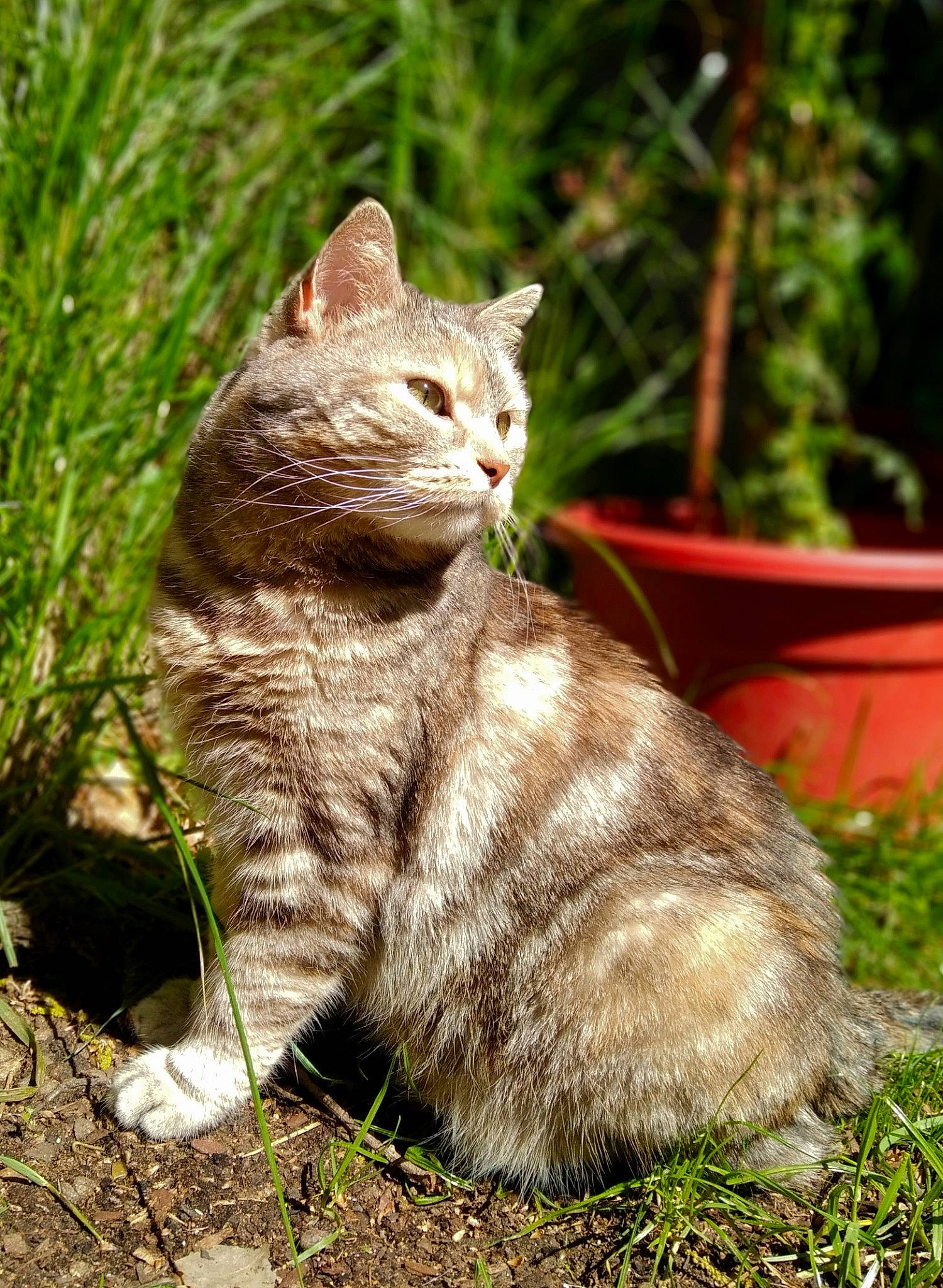 Mimie a rejoint le concours — aidez-le/la à gagner de superbes lots ! carnivore, cat, domestic_short_haired_cat, fawn, felidae, fur, grass, groundcover, paw, plant, small_to_medium_sized_cats, snout, soil, tail, terrestrial_animal, tree, whiskers, wildlife