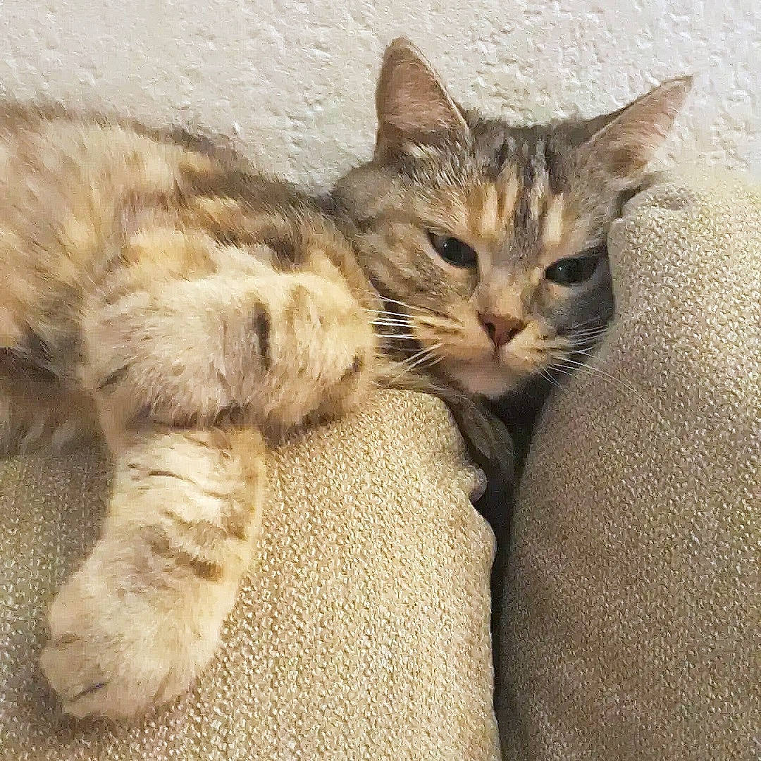 Mimie a rejoint le concours — aidez-le/la à gagner de superbes lots ! carnivore, cat, claw, comfort, domestic_short_haired_cat, fawn, felidae, fur, nap, paw, sleep, small_to_medium_sized_cats, snout, tail, terrestrial_animal, whiskers