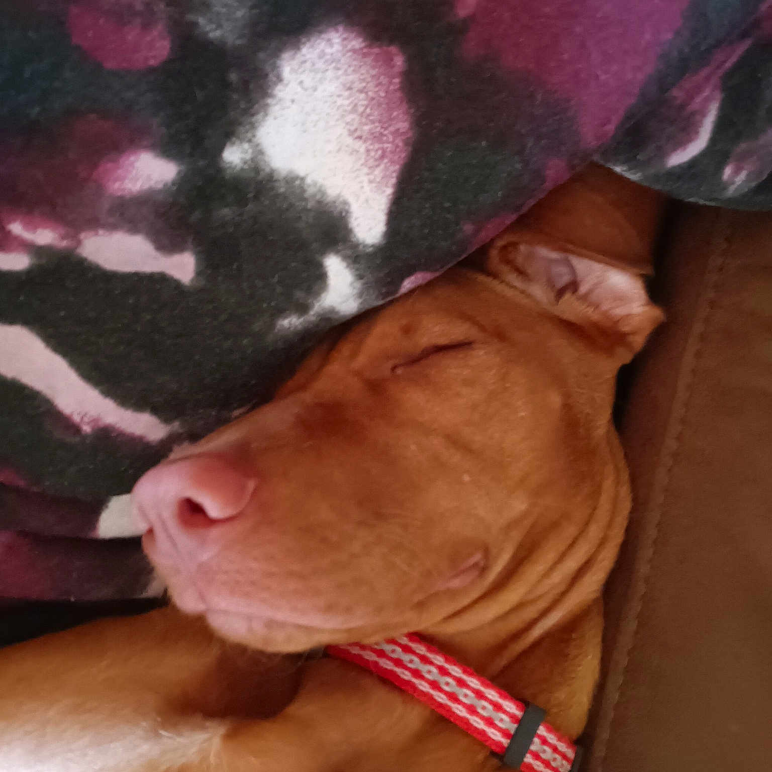 Ruby