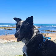 Sushi a rejoint le concours — aidez-le/la à gagner de superbes lots ! beach, black_and_white, canine, daytime, dog, grass, harness, leash, nature, ocean, outdoor, people, pet, relaxing, sand, sea, sky, sunny, water, waves