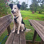 Azur a rejoint le concours — aidez-le/la à gagner de superbes lots ! dog, bench, wood, grass, tree, flower, outdoor, pet, nature, park, leash, collar, happy, sitting, greenery, daylight, canine, fur, animal, landscape