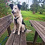 dog, bench, wood, grass, tree, flower, outdoor, pet, nature, park, leash, collar, happy, sitting, greenery, daylight, canine, fur, animal, landscape
