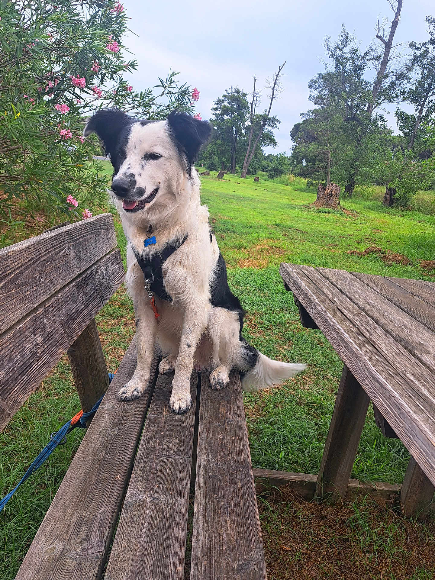 Azur a rejoint le concours — aidez-le/la à gagner de superbes lots ! dog, bench, wood, grass, tree, flower, outdoor, pet, nature, park, leash, collar, happy, sitting, greenery, daylight, canine, fur, animal, landscape