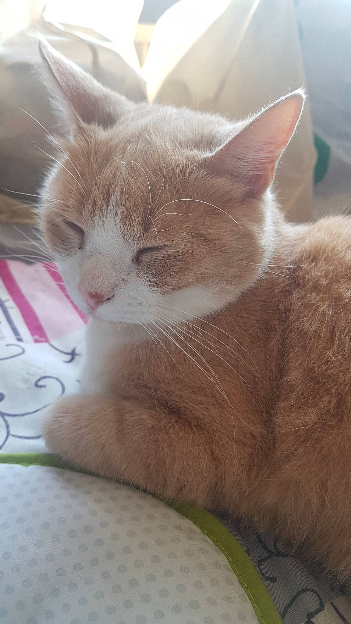 Felix participe au concours pour gagner de l'argent avec cette photo : asian, carnivore, cat, domestic_short_haired_cat, fawn, felidae, kitten, mammal, nap, nose, small_to_medium_sized_cats, snout, whiskers