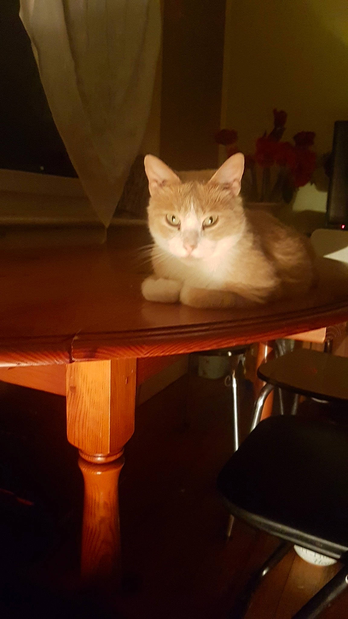 Felix a rejoint le concours — aidez-le/la à gagner de superbes lots ! carnivore, cat, european_shorthair, fawn, felidae, fur, furniture, kitten, night, norwegian_forest_cat, small_to_medium_sized_cats, table, turkish_angora, turkish_van, whiskers