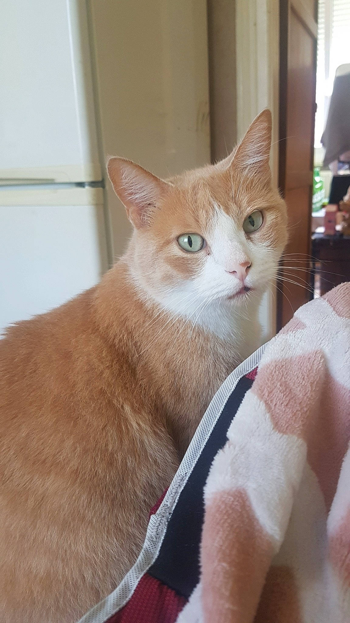 Felix participe au concours pour gagner de l'argent avec cette photo : aegean_cat, arabian_mau, asian, australian_mist, carnivore, cat, domestic_short_haired_cat, european_shorthair, fawn, felidae, german_rex, mammal, ojos_azules, small_to_medium_sized_cats, whiskers