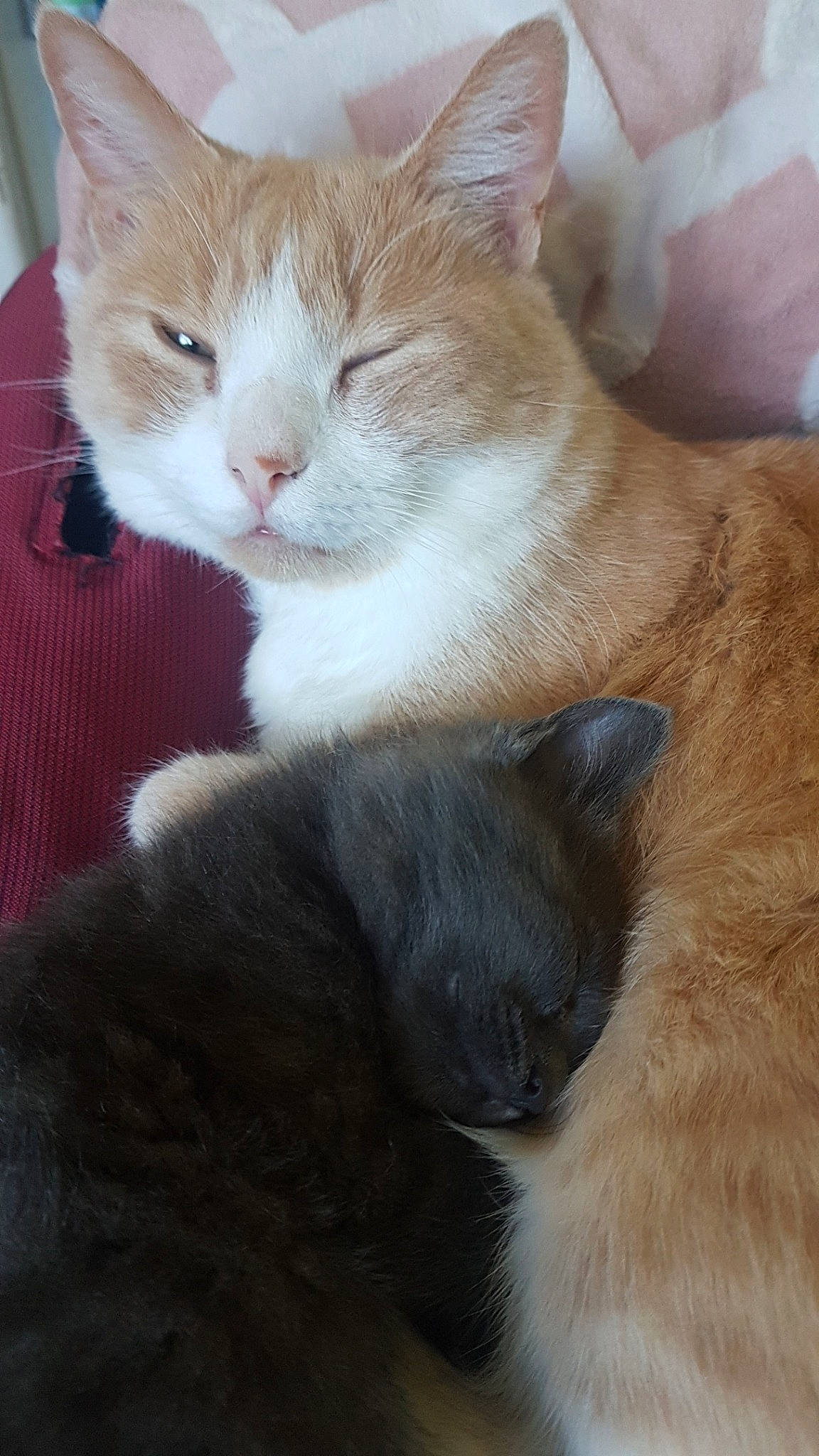 Felix a rejoint le concours — aidez-le/la à gagner de superbes lots ! aegean_cat, american_wirehair, british_semi_longhair, carnivore, cat, cymric, domestic_long_haired_cat, domestic_short_haired_cat, fawn, felidae, fur, german_rex, kitten, mammal, ojos_azules, polydactyl_cat, small_to_medium_sized_cats, snout, vertebrate, whiskers