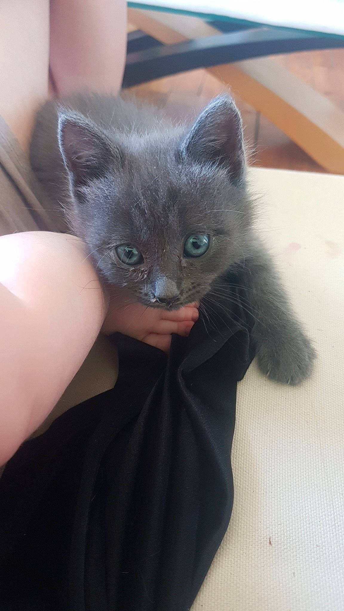 Felicia participe au concours pour gagner de l'argent avec cette photo : asian, black_cat, british_semi_longhair, british_shorthair, burmese, carnivore, cat, chartreux, domestic_short_haired_cat, fawn, felidae, iris, kitten, korat, mammal, nebelung, russian_blue, small_to_medium_sized_cats, vertebrate, whiskers