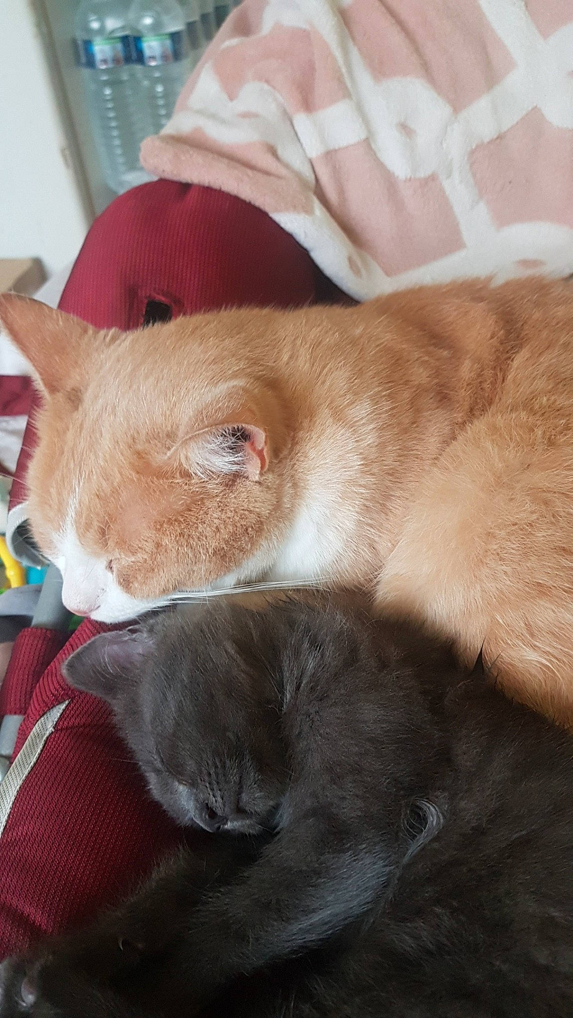 Felicia participe au concours pour gagner de l'argent avec cette photo : burmese, carnivore, cat, ear, fawn, felidae, fur, german_rex, mammal, nap, small_to_medium_sized_cats, snout, vertebrate, whiskers