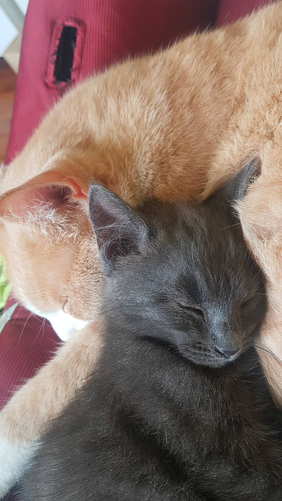 Felicia participe au concours pour gagner de l'argent avec cette photo : asian, british_shorthair, burmese, carnivore, cat, chartreux, domestic_short_haired_cat, fawn, felidae, fur, korat, mammal, nebelung, russian_blue, small_to_medium_sized_cats, snout, whiskers