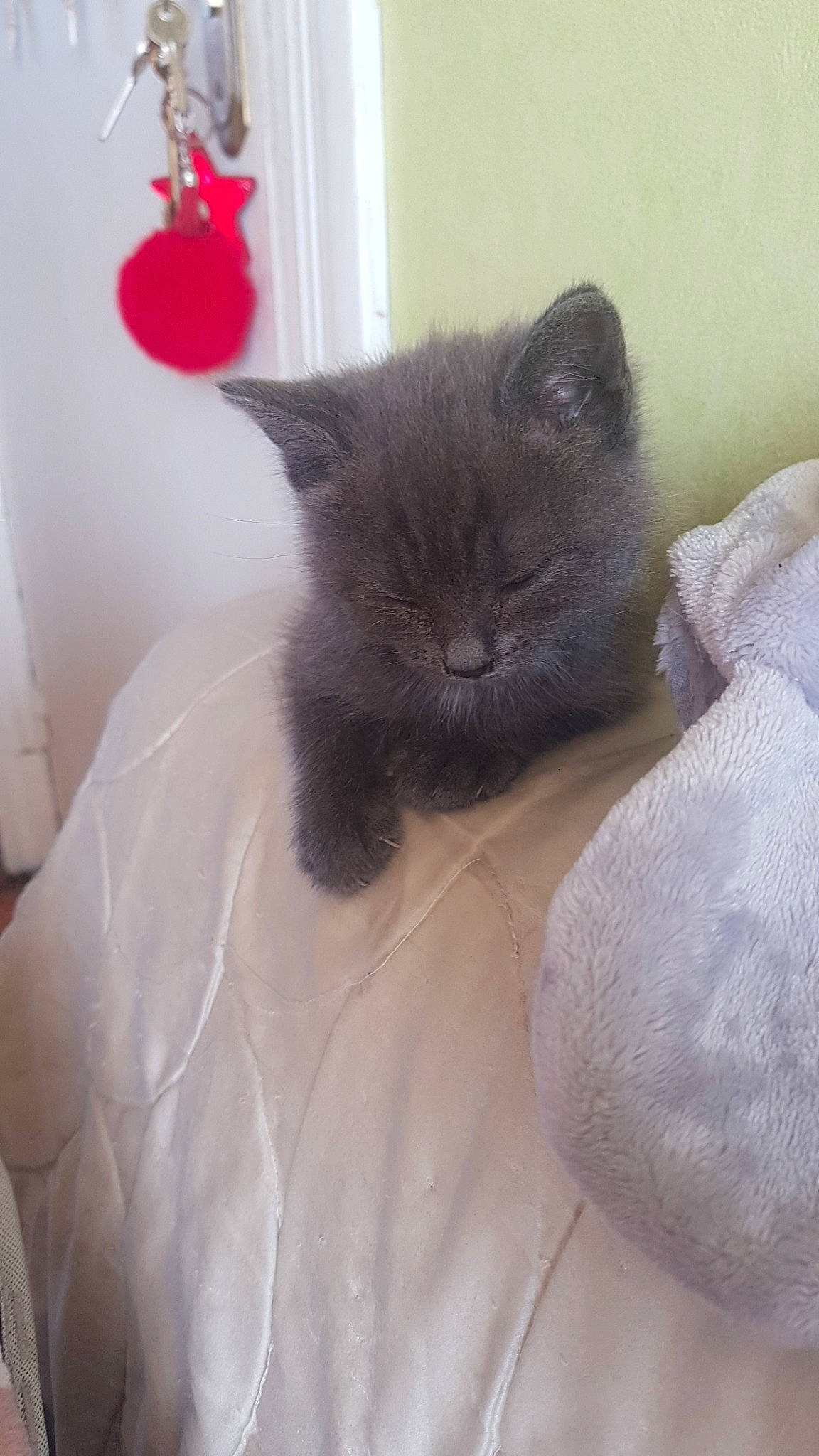 Felicia a rejoint le concours — aidez-le/la à gagner de superbes lots ! balinese, birman, black_cat, british_shorthair, carnivore, cat, domestic_long_haired_cat, fawn, felidae, fur, himalayan, kitten, mammal, persian, ragdoll, small_to_medium_sized_cats, snout, tail, vertebrate, whiskers