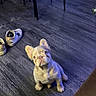 puppy, dog, french_bulldog, indoor, floor, wooden_floor, shoes, sitting, looking_up, curious, pet, animal, legs, chair, casual, cozy, home, blue_light, young, cute