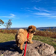 Georgia joined the competition — help win amazing prizes! puppy, dog, leash, rock, outdoor, nature, grass, sky, clouds, trees, landscape, autumn, scenic, fluffy, pet, animal, sunlight, field, hill, daytime