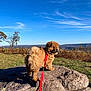 puppy, dog, leash, rock, outdoor, nature, grass, sky, clouds, trees, landscape, autumn, scenic, fluffy, pet, animal, sunlight, field, hill, daytime
