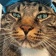 Tiger is registered to the contest to win money with this photo: cat, tabby_cat, blue_cap, green_eyes, whiskers, close_up, indoor, pet, animal, feline, face, fur, white_chest, looking_at_camera, headwear, domestic_cat, portrait, cute, hat, household