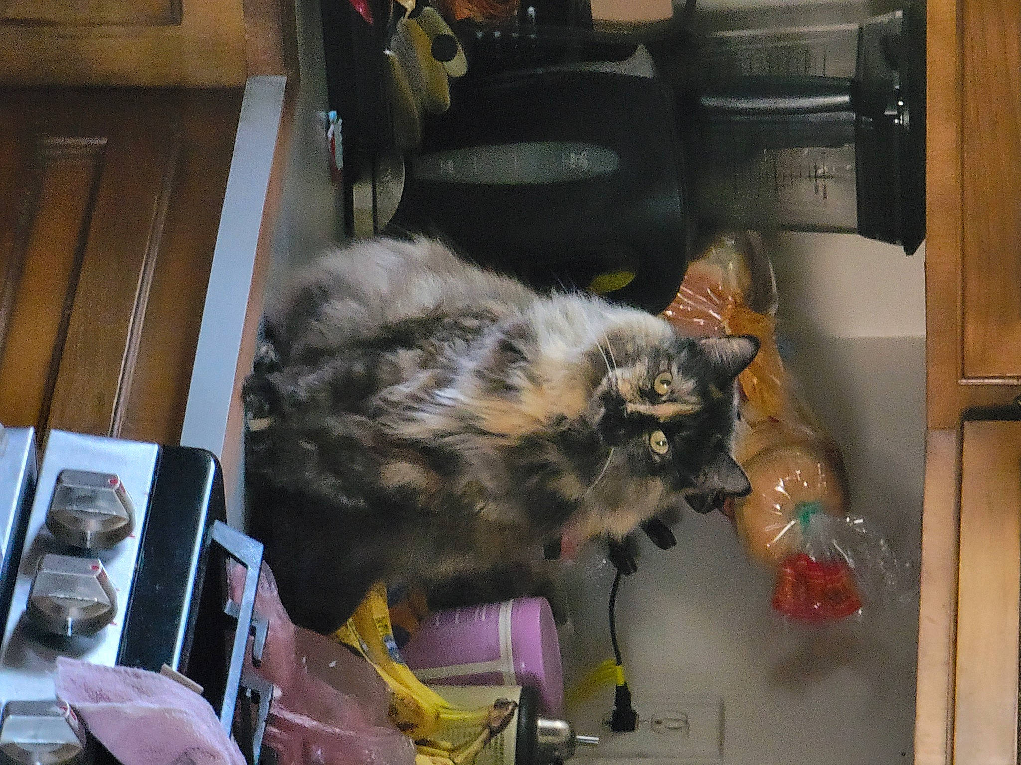 Mama Bug is registered to the contest to win money with this photo: canidae, carnivore, cat, chair, claw, dog_breed, domestic_short_haired_cat, felidae, fur, room, shelf, small_to_medium_sized_cats, snout, sporting_group, tail, whiskers