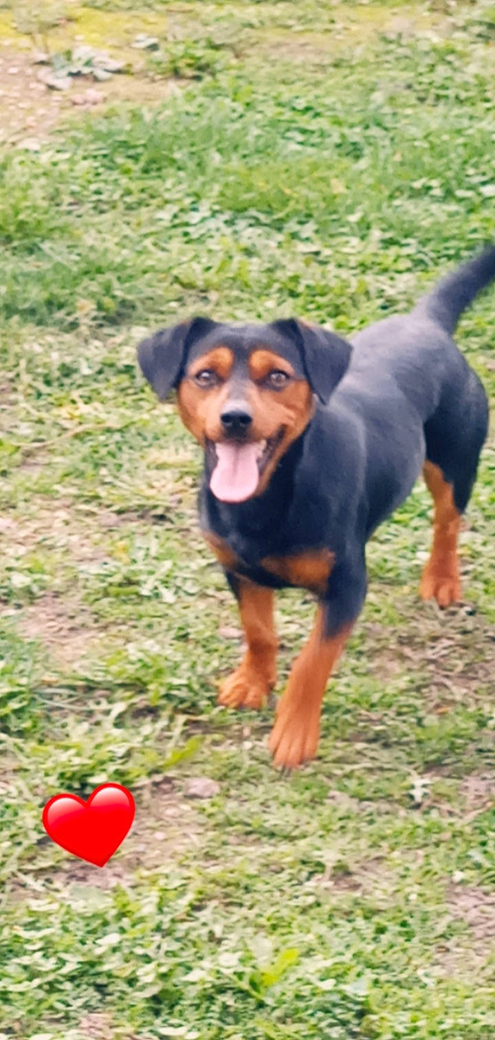 Dior a rejoint le concours — aidez-le/la à gagner de superbes lots ! apple, carmine, carnivore, companion_dog, coquelicot, dog, dog_breed, fruit, grass, hound, hunting_dog, malus, rose_family, sporting_group, terrestrial_animal, working_animal, working_dog