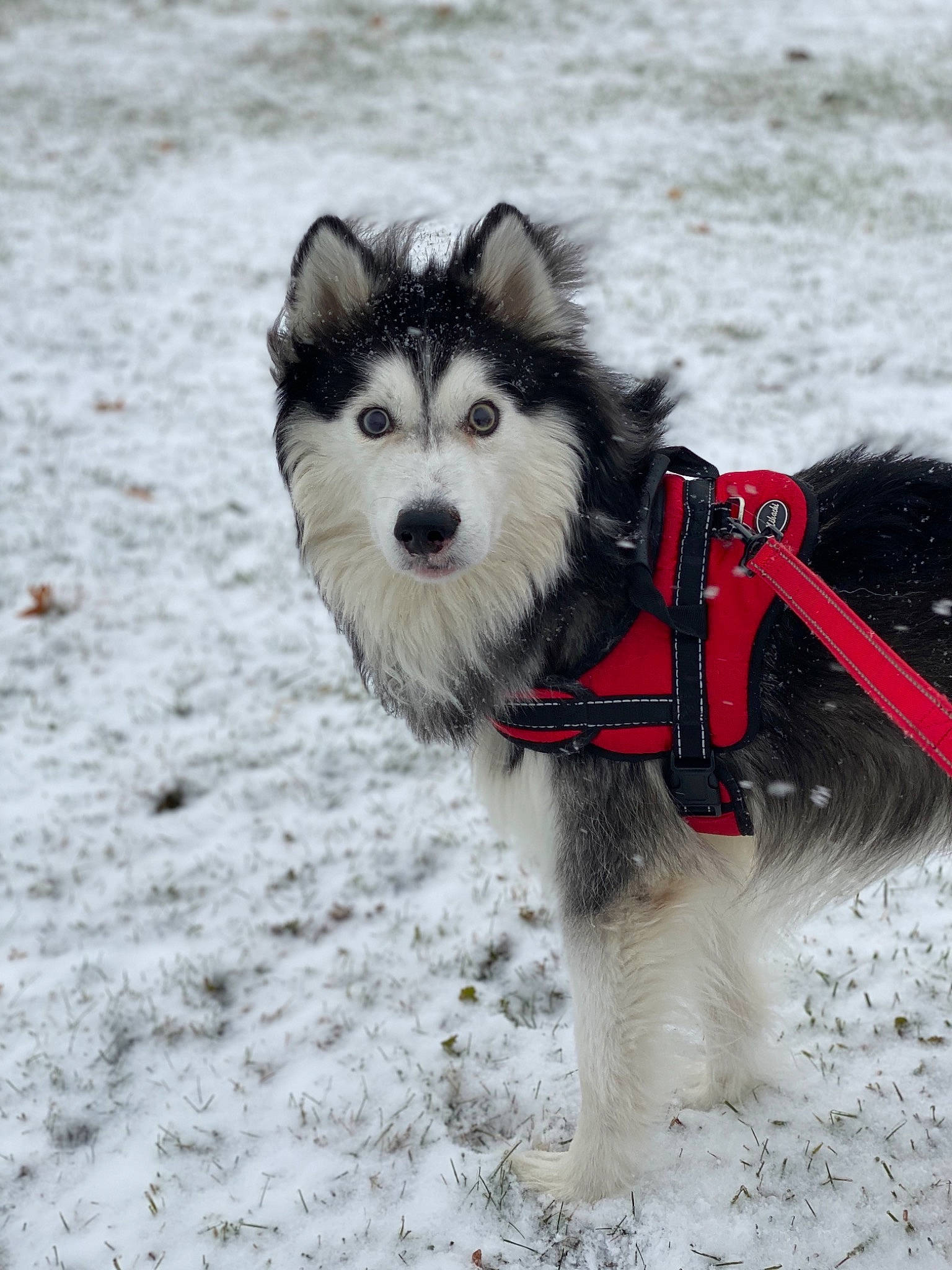 Zorro is registered to the contest to win money with this photo: alaskan_klee_kai, alaskan_malamute, canadian_eskimo_dog, canidae, carnivore, dog, dog_breed, greenland_dog, mammal, native_american_indian_dog, northern_inuit_dog, rare_breed_dog, sakhalin_husky, seppala_siberian_sleddog, siberian_husky, sled_dog, snow, vertebrate, winter, working_dog