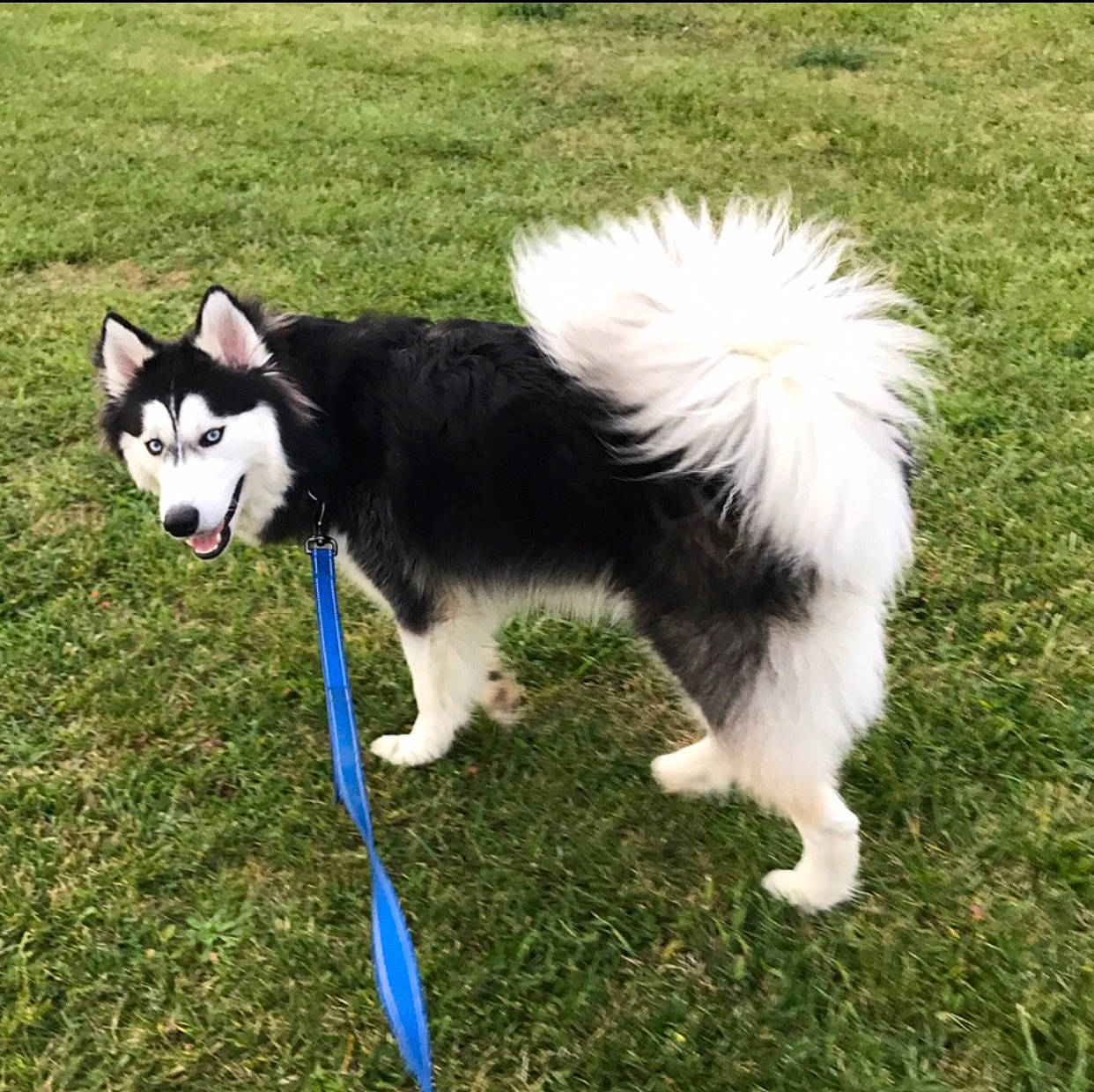 Zorro is registered to the contest to win money with this photo: alaskan_klee_kai, alaskan_malamute, canadian_eskimo_dog, canidae, carnivore, companion_dog, dog, dog_breed, karelian_bear_dog, mammal, miniature_siberian_husky, rare_breed_dog, sakhalin_husky, siberian_husky, sporting_group, tail, vertebrate, working_dog