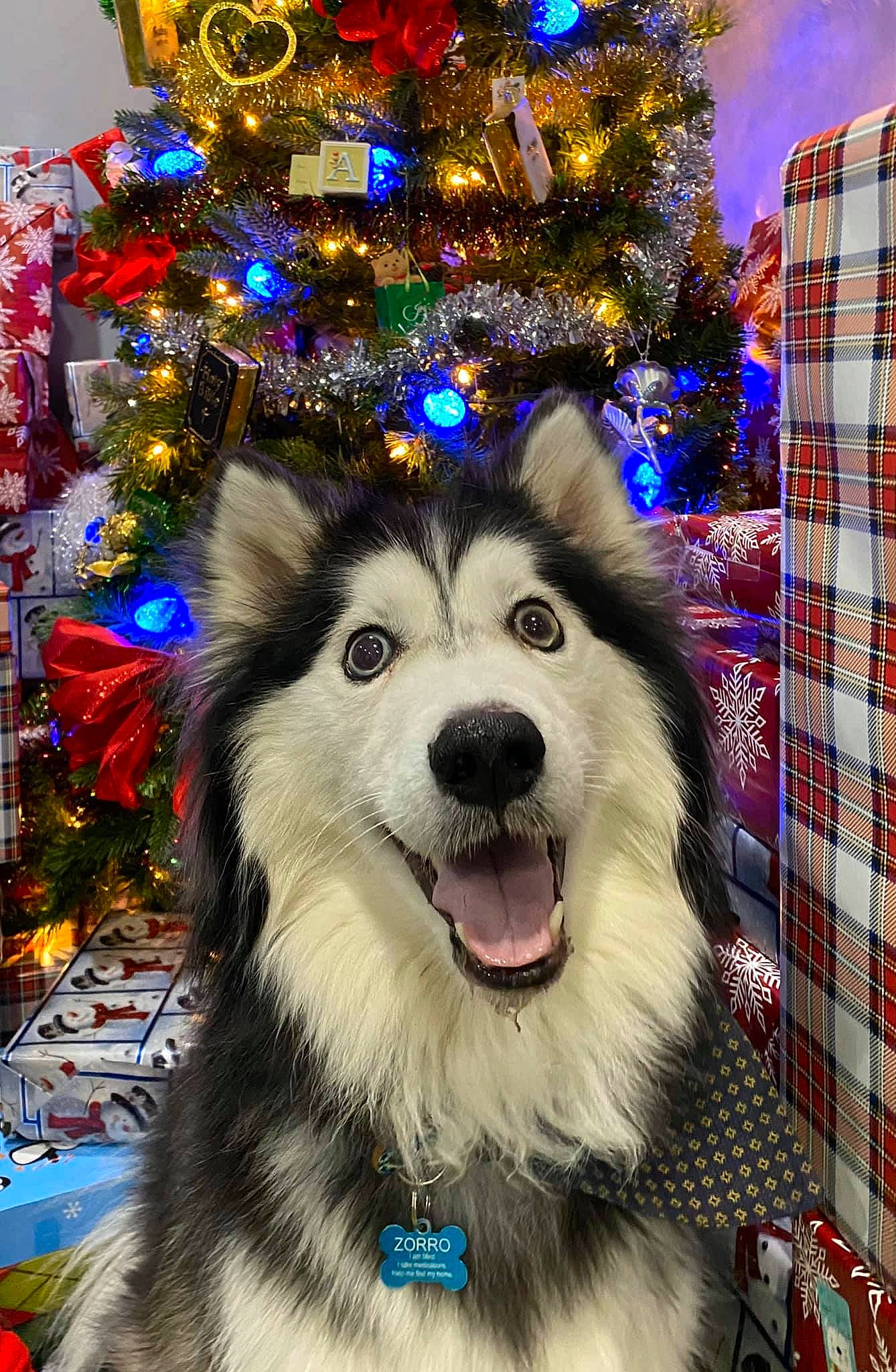 Zorro is registered to the contest to win money with this photo: alaskan_malamute, canadian_eskimo_dog, canidae, carnivore, christmas, christmas_eve, dog, dog_breed, event, fur, mammal, native_american_indian_dog, rare_breed_dog, sakhalin_husky, siberian_husky, sled_dog, snout, sporting_group, tree, working_dog