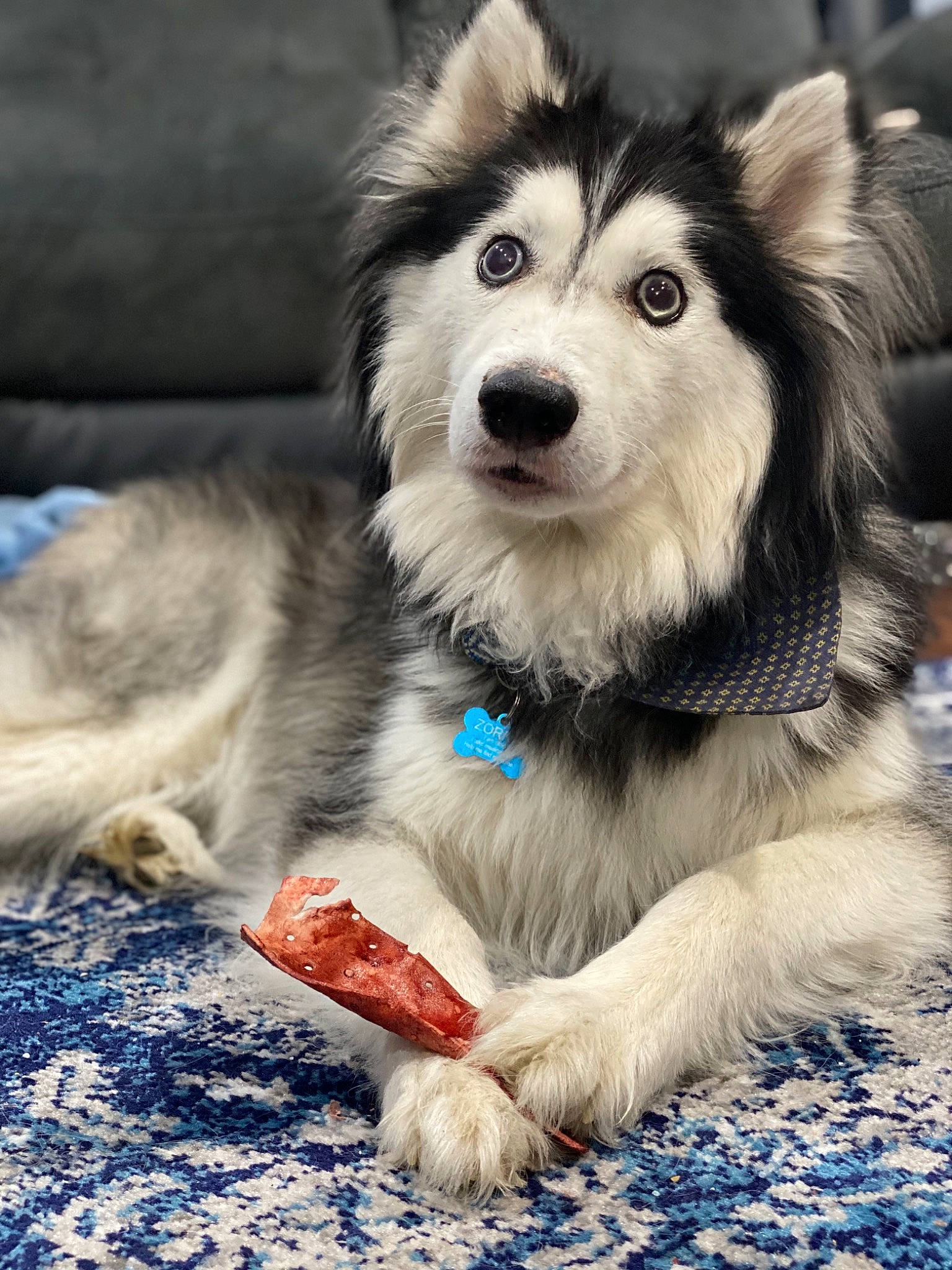 Zorro is registered to the contest to win money with this photo: alaskan_klee_kai, alaskan_malamute, canidae, carnivore, companion_dog, dog, dog_breed, fur, mammal, miniature_siberian_husky, native_american_indian_dog, northern_inuit_dog, rare_breed_dog, sakhalin_husky, siberian_husky, sled_dog, snout, sporting_group, vertebrate, working_dog