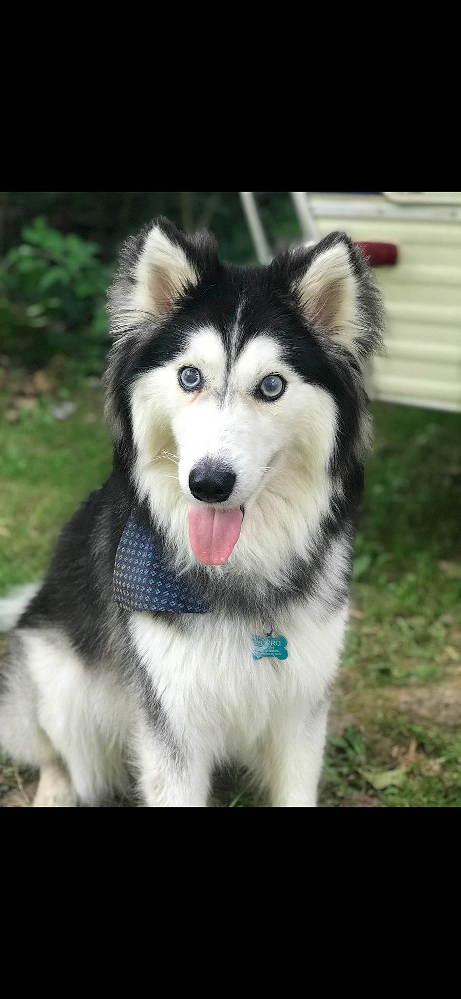 Zorro joined the competition — help win amazing prizes! alaskan_malamute, canadian_eskimo_dog, canidae, carnivore, dog, dog_breed, greenland_dog, mammal, miniature_siberian_husky, native_american_indian_dog, northern_inuit_dog, nose, sakhalin_husky, seppala_siberian_sleddog, siberian_husky, sled_dog, snout, vertebrate, wolfdog, working_dog