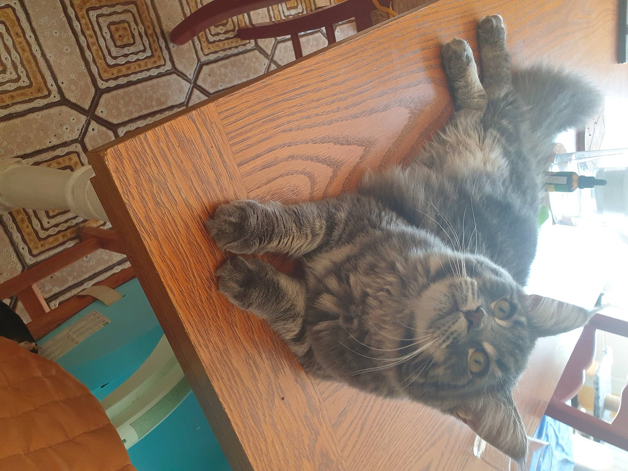 Selena a rejoint le concours — aidez-le/la à gagner de superbes lots ! carnivore, cat, claw, comfort, domestic_short_haired_cat, felidae, floor, flooring, foot, fur, hardwood, paw, small_to_medium_sized_cats, snout, tail, whiskers, window, wood, wood_flooring, wood_stain