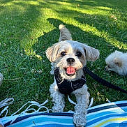 Max joined the competition — help win amazing prizes! dog, small_dog, happy, grass, outdoor, harness, leash, blanket, fluffy, pet, smiling, playful, sunlight, park, nature, two_dogs, greenery, summer, cute, animal