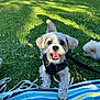 dog, small_dog, happy, grass, outdoor, harness, leash, blanket, fluffy, pet, smiling, playful, sunlight, park, nature, two_dogs, greenery, summer, cute, animal