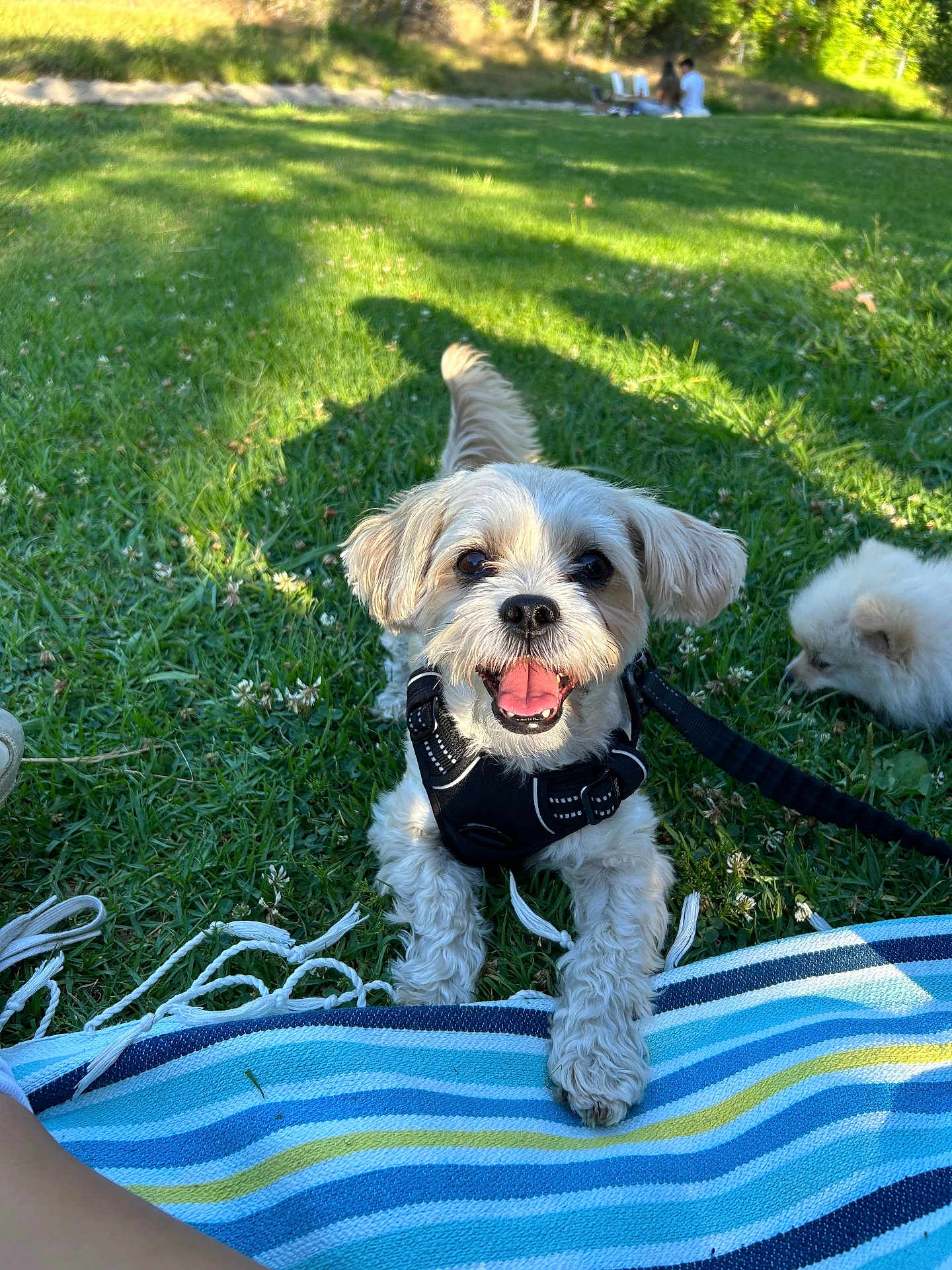 Max