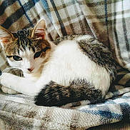 Alcatraz participe au concours pour gagner de l'argent avec cette photo : animal, blanket, brown, cat, cozy, cute, domestic, ears, feline, fur, indoor, pet, plaid, resting, sleepy, soft, striped, tail, whiskers, white