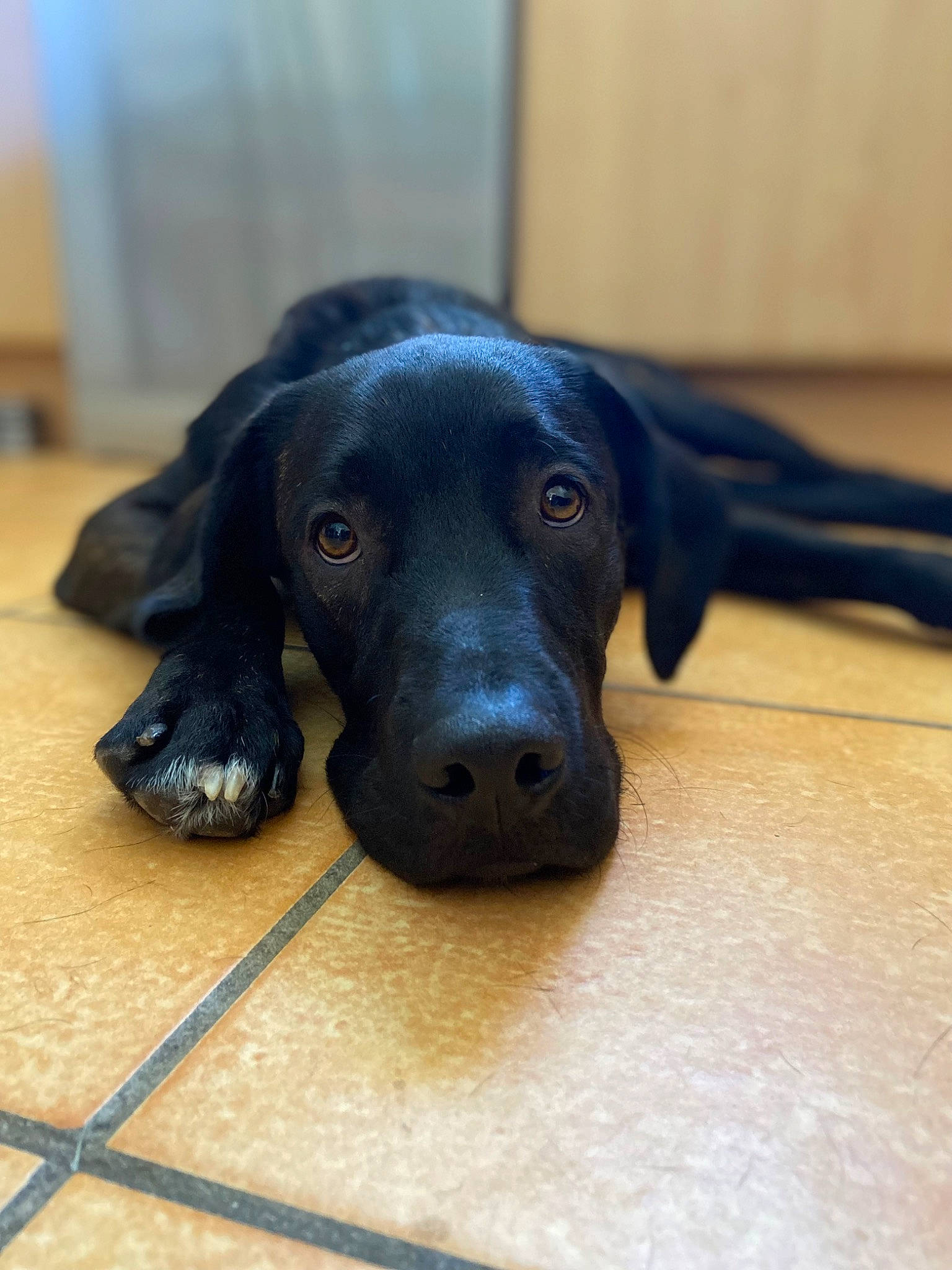 Toby