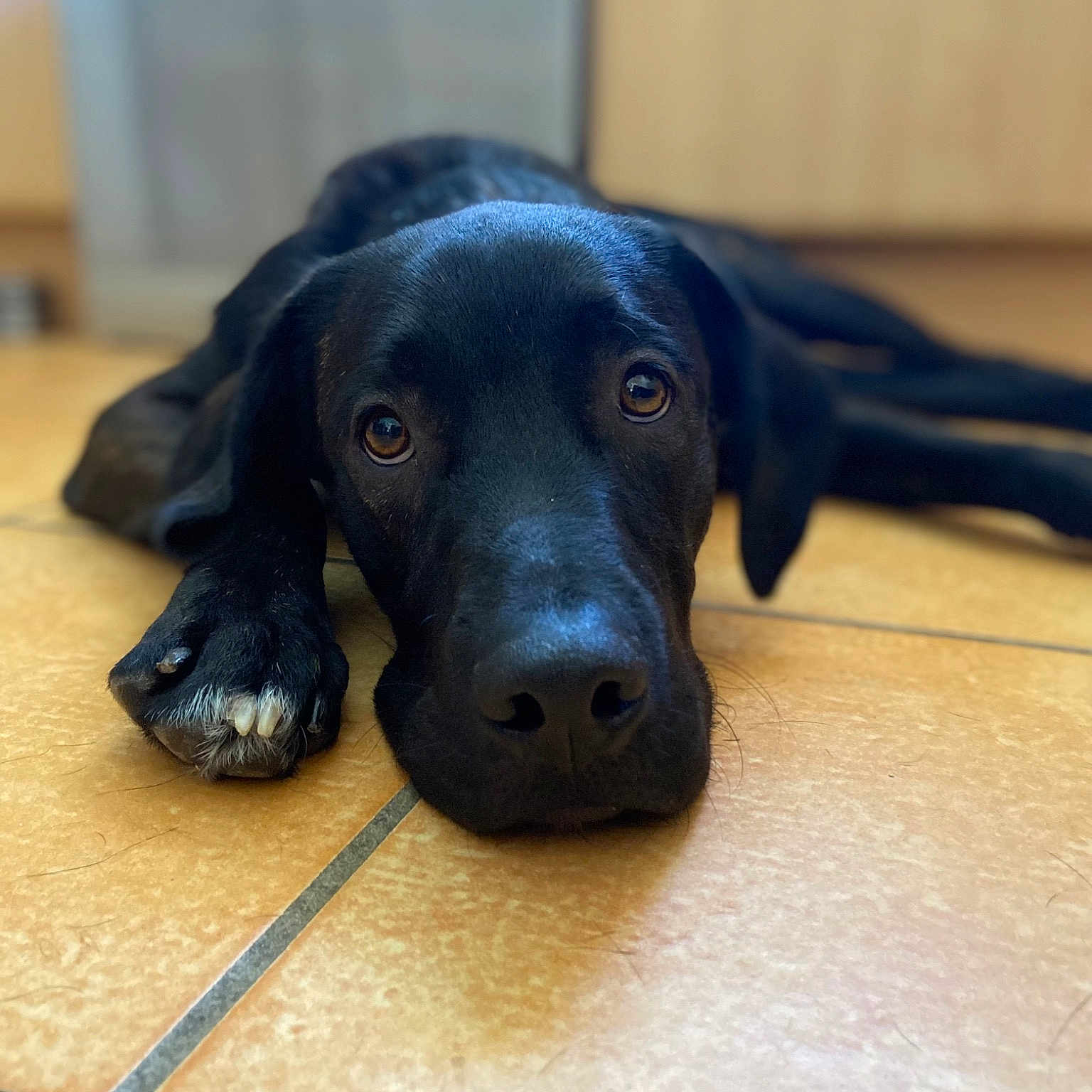 Toby