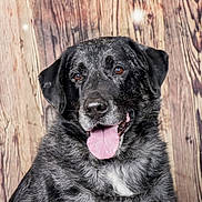 Marley a rejoint le concours — aidez-le/la à gagner de superbes lots ! adorable, animal, black_fur, brown_eyes, canine, close_up, dog, floppy_ears, friendly, gray_fur, happy, open_mouth, pet, portrait, rustic, sitting, studio_photo, tongue_out, white_chest, wood_background