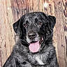 adorable, animal, black_fur, brown_eyes, canine, close_up, dog, floppy_ears, friendly, gray_fur, happy, open_mouth, pet, portrait, rustic, sitting, studio_photo, tongue_out, white_chest, wood_background