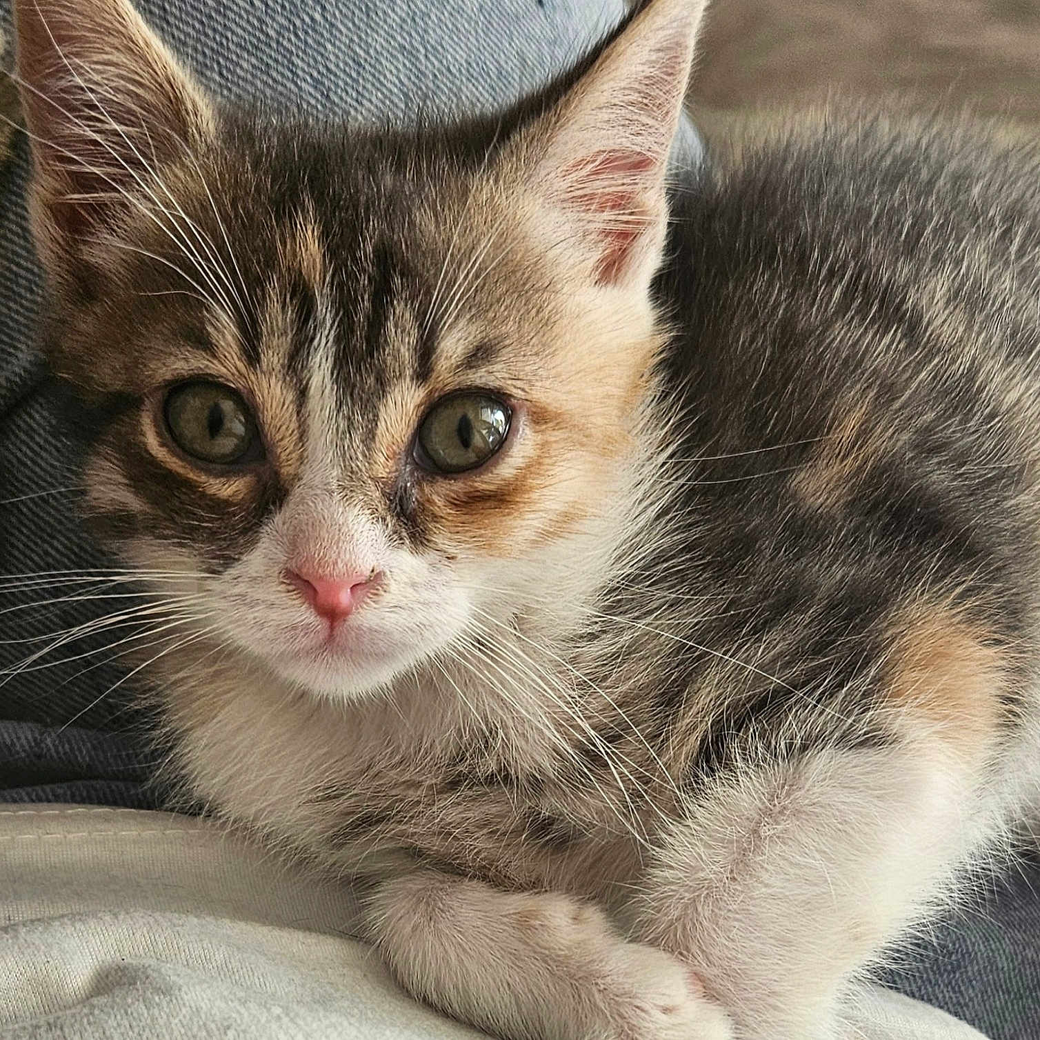 Athéna a rejoint le concours — aidez-le/la à gagner de superbes lots ! abyssinian, animal, cat, kitten, manx, pet