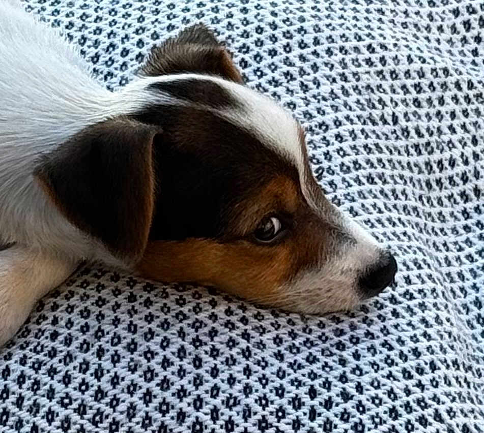 Angie a rejoint le concours — aidez-le/la à gagner de superbes lots ! puppy, dog, pet, resting, blanket, textile_pattern, patterned_blanket, close_up, portrait, snout, eye, ear, nose, whiskers, brown_white, small_dog, domestic_animal, cozy, lying_down, sleepy