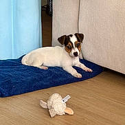 Angie a rejoint le concours — aidez-le/la à gagner de superbes lots ! puppy, dog, small_dog, white_fur, brown_spots, dog_face, toy, plush_toy, blue_blanket, couch, sofa, hardwood_floor, indoor, pet_bed, looking_at_camera, relaxed, ears_up, curious, living_room, home