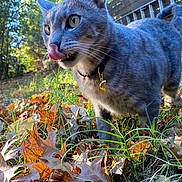 Otis joined the competition — help win amazing prizes! cat, gray_cat, tabby, animal, pet, collar, outdoor, autumn, leaves, grass, nature, daylight, close_up, yellow_eyes, curious, licking, feline, sunlight, background, trees