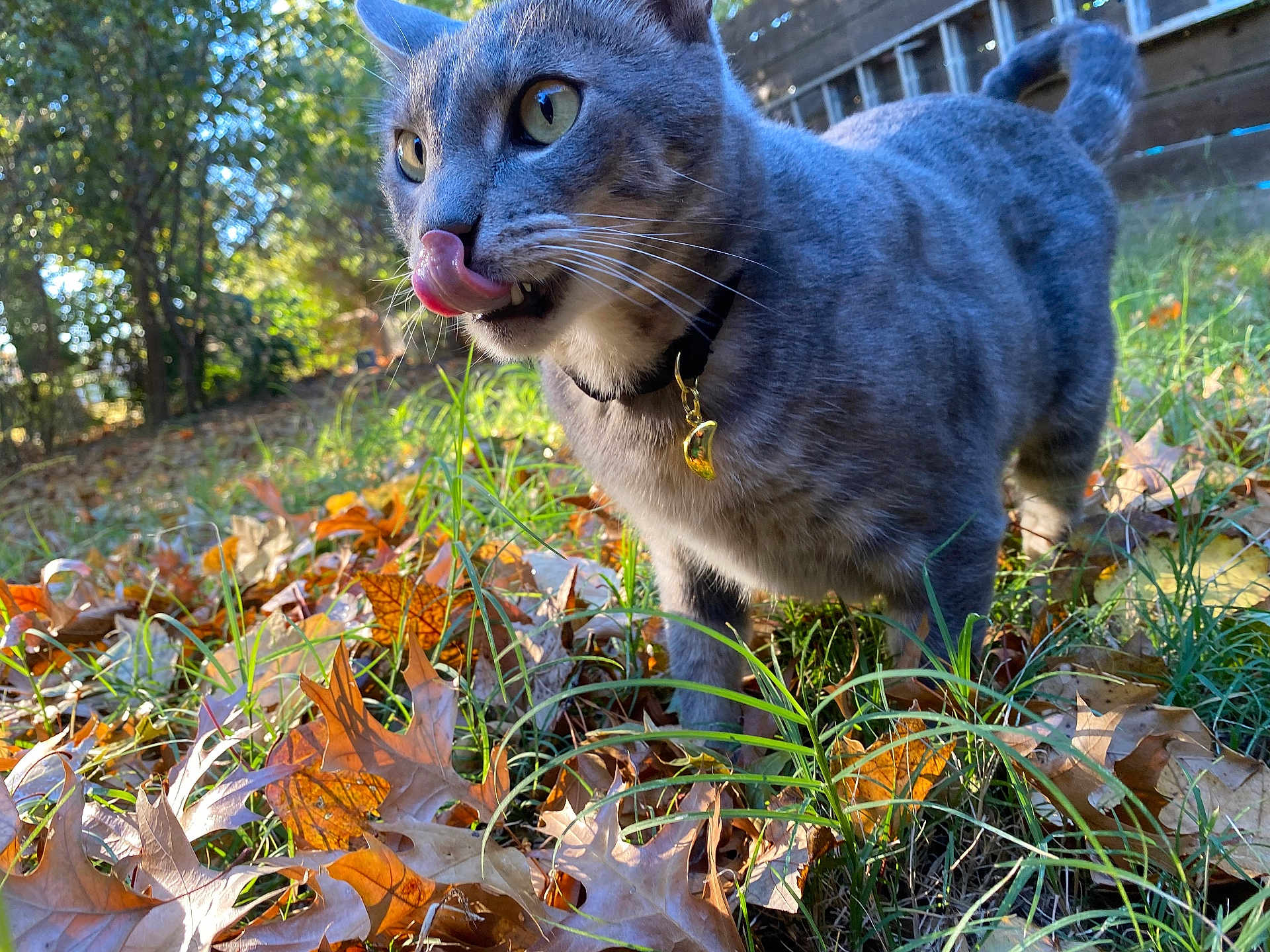 Otis