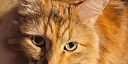 Nala joined the competition — help win amazing prizes! animal, cat, close_up, cute, domestic_cat, ears, face, feline, fluffy, fur, green_eyes, indoor, nose, orange_tabby, pet, portrait, soft_light, warm_colors, whiskers