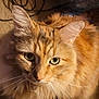 animal, cat, close_up, cute, domestic_cat, ears, face, feline, fluffy, fur, green_eyes, indoor, nose, orange_tabby, pet, portrait, soft_light, warm_colors, whiskers