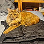 Nala is registered to the contest to win money with this photo: animal, background, bed, books, bookshelf, cat, cozy, domestic_cat, dvds, fluffy_fur, fur, furniture, indoor, mammal, orange_tabby, pet, puffer_jacket, relaxing, resting, wooden_shelf