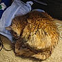 Nala is registered to the contest to win money with this photo: carpet, cat, cozy, curled_up, cute, domestic_animal, feline, fur, household_items, indoor, nap, orange_tabby, paw, pet, plastic_bag, relaxed, resting, sleeping, tail, whiskers