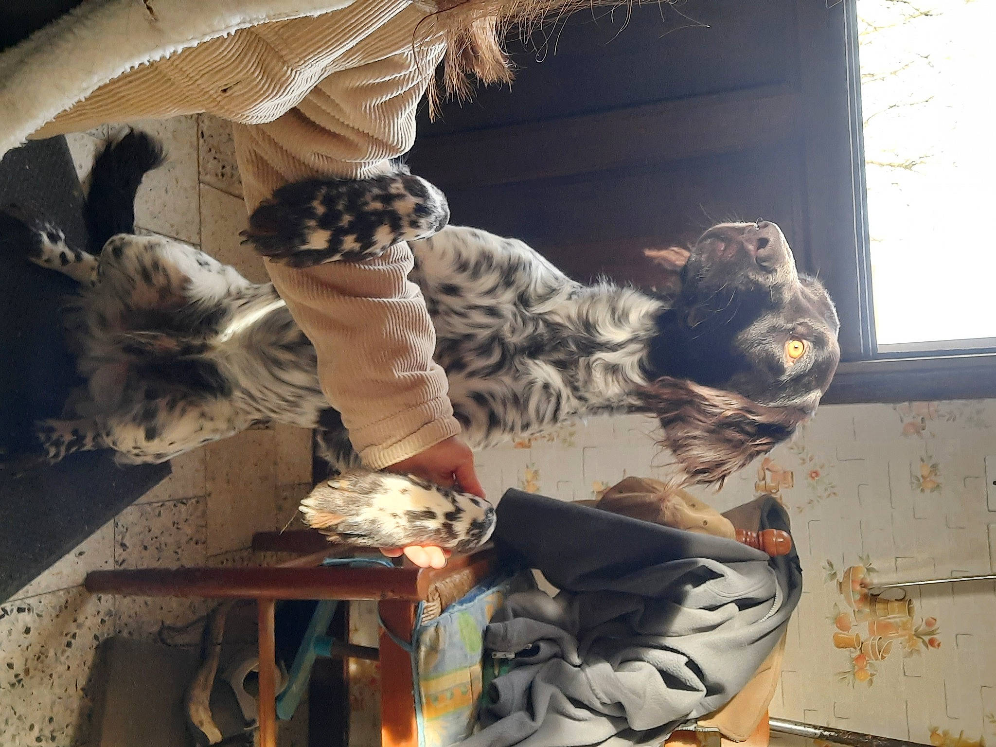 Ragnard a rejoint le concours — aidez-le/la à gagner de superbes lots ! art, artist, carving, facade, felidae, fur, metal, monument, pattern, room, sculpture, sitting, statue, stone_carving, tree, visual_arts, window, wood