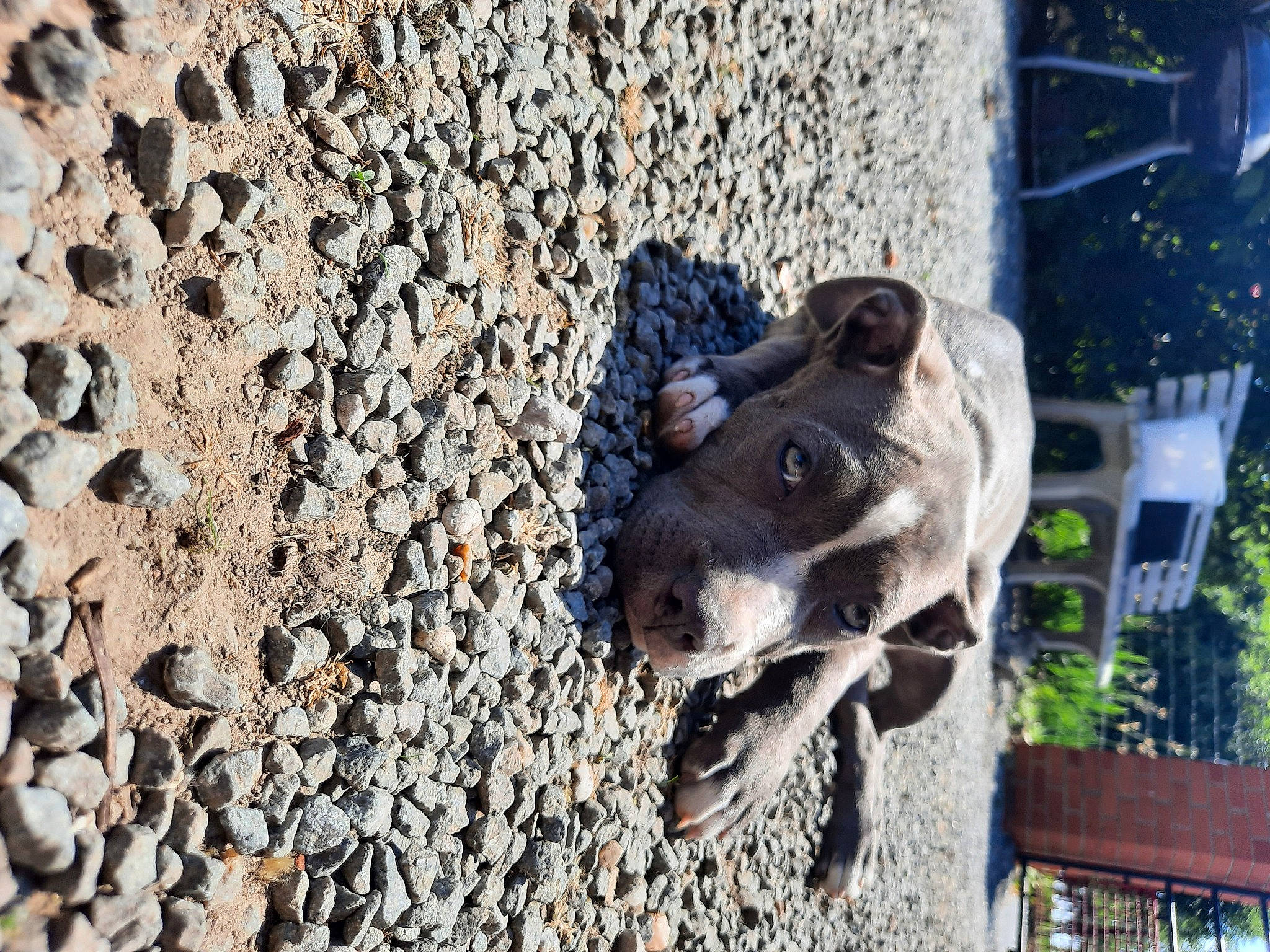 Tia participe au concours pour gagner de l'argent avec cette photo : art, asphalt, automotive_tire, canidae, carnivore, companion_dog, dog, dog_breed, fawn, plant, road_surface, rock, sculpture, snout, soil, sporting_group, street_dog, water, wood, working_animal